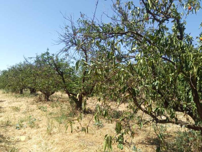 asociafruit frutales sequía