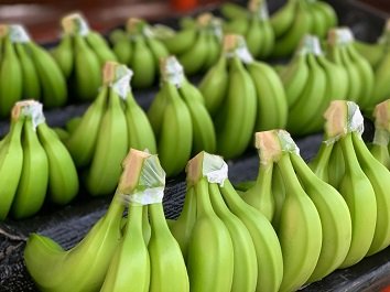 banana ecuador