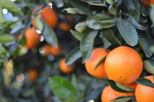citricos naranjas en arbol