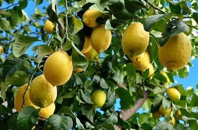 limones arbol citricos