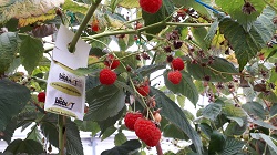 biobest raspberry-californicus-breeding-sysytem