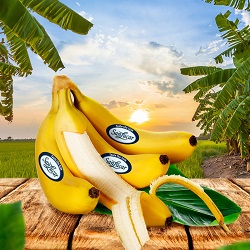 SanLucar Bananas