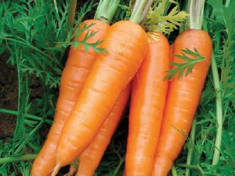 zanahorias coag andalucia