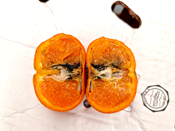 mandarina-infectada-plaga