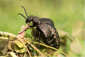 SYNGENTA Meloe cavensis, raro escarabajo encontrado en la finca del proyecto, incluido en la lista roja de la UICN